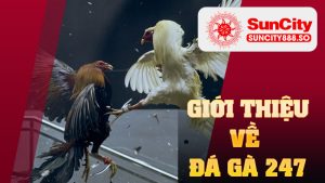 Giới thiệu về Đá Gà 247