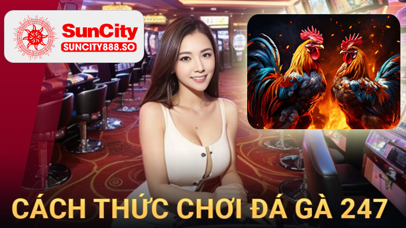 Cách thức chơi đá gà 247