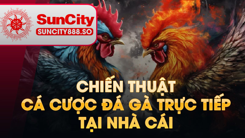 Chiến thuật đá gà trực tiếp tại nhà cái KUBET