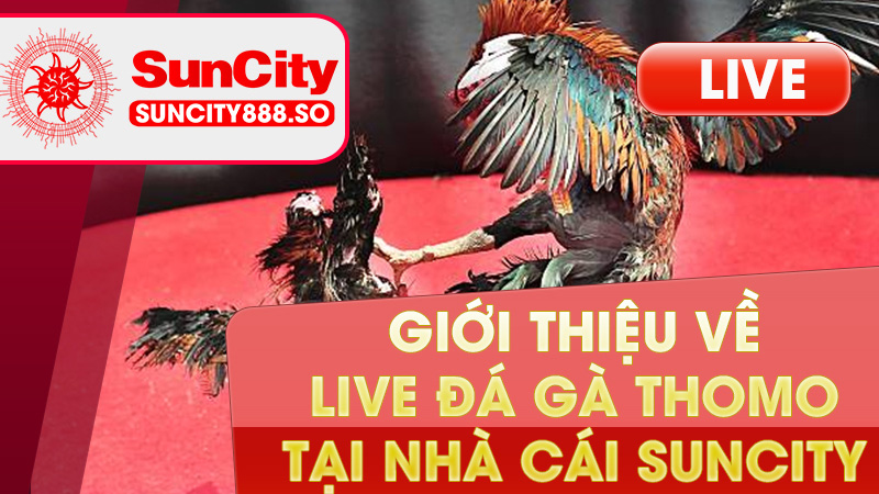Giới thiệu live đá gà thôm tại nhà cái KUBET