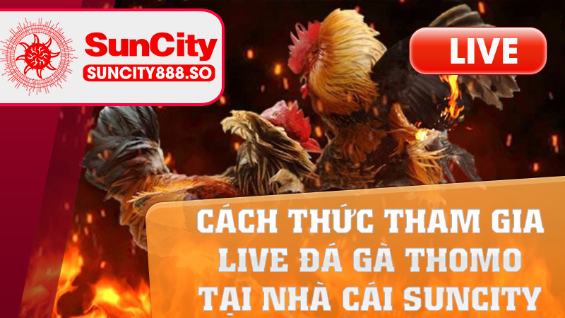 Cách thức tham gia Live Đá Gà Thomo