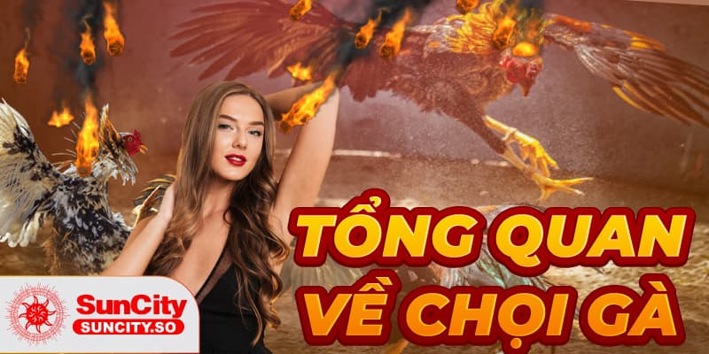 Tổng quan về đá gà KUBET