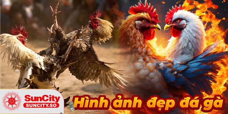 Các kỹ năng cần phải có để trải nghiệm đá gà thú vị